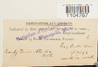 Brachythecium starkii image