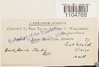 Brachythecium starkii image