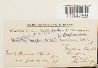 Brachythecium starkii image