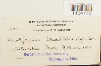 Brachythecium starkii image