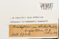 Brachythecium starkii image