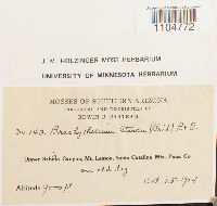 Brachythecium starkii image