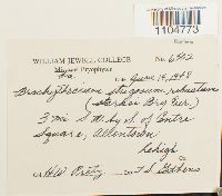 Brachythecium starkii image