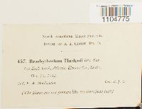 Brachythecium erythrorrhizon image