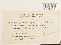 Brachythecium turgidum image