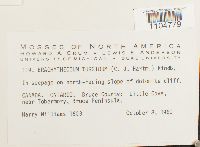 Brachythecium turgidum image