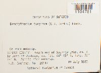 Brachythecium turgidum image