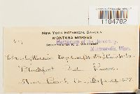 Brachythecium turgidum image