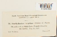 Brachythecium turgidum image