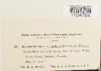 Brachythecium turgidum image