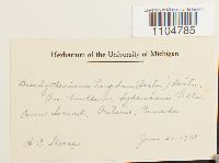 Brachythecium turgidum image