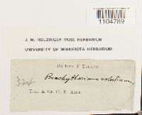Brachythecium velutinum image