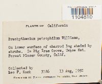 Brachythecium plumosum image