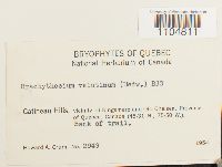 Brachythecium velutinum image