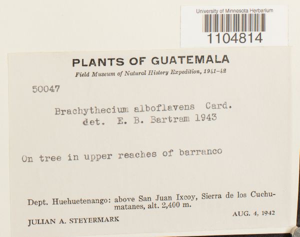 Brachythecium alboflavens image