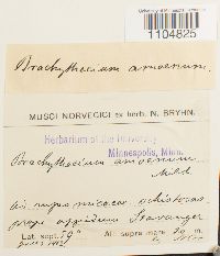 Media resource of Brachythecium amoenum