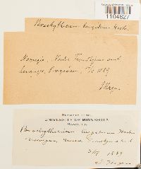 Brachythecium turgidum image