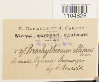 Brachythecium albicans image