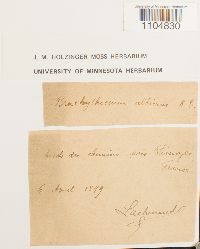 Brachythecium albicans image