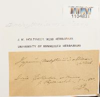 Brachythecium albicans image