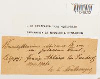 Media resource of Brachythecium albicans