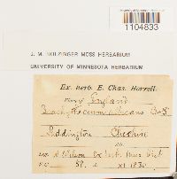 Brachythecium albicans image