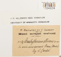 Brachythecium albicans image