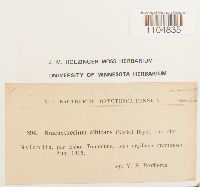 Brachythecium albicans image