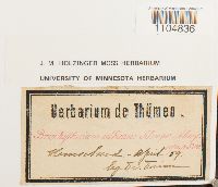 Brachythecium albicans image