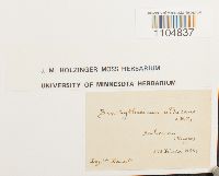 Brachythecium albicans image