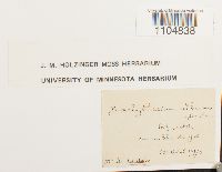 Brachythecium albicans image