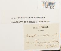 Brachythecium albicans image