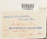 Brachythecium albicans image