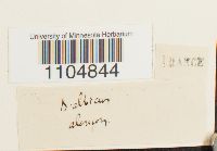 Brachythecium albicans image