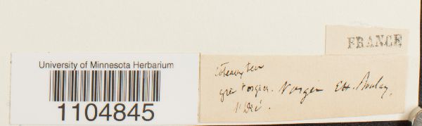 Brachythecium albicans image