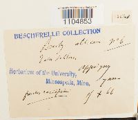 Brachythecium albicans image