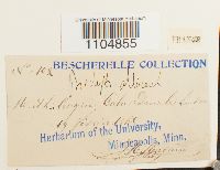 Brachythecium albicans image