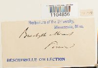 Brachythecium albicans image