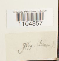 Brachythecium albicans image