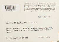 thumbnail image of current specimen