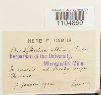 Brachythecium albicans image