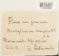 Brachythecium campestre image