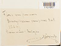 Brachythecium campestre image