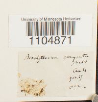 Brachythecium campestre image