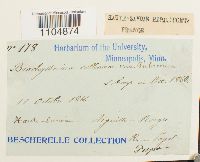 Brachythecium collinum image