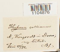 Brachythecium collinum image