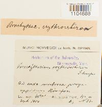 Brachythecium erythrorrhizon image