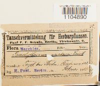 Brachythecium oedipodium image