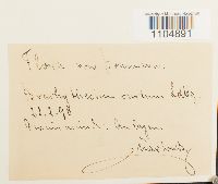 Brachythecium oedipodium image