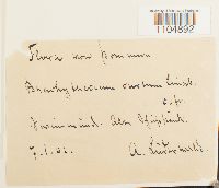 Brachythecium oedipodium image